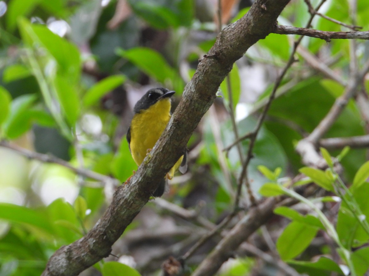 Gray-and-gold Warbler - ML618860279