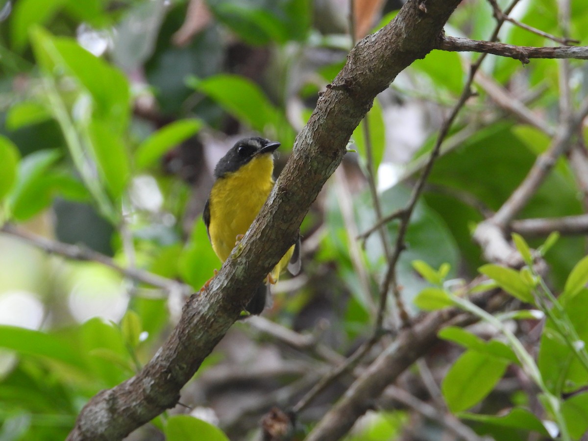Gray-and-gold Warbler - ML618860280