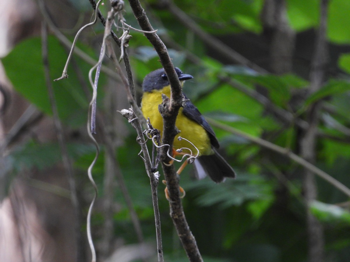Gray-and-gold Warbler - ML618860281