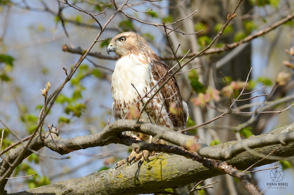 Red-tailed Hawk - ML618860290
