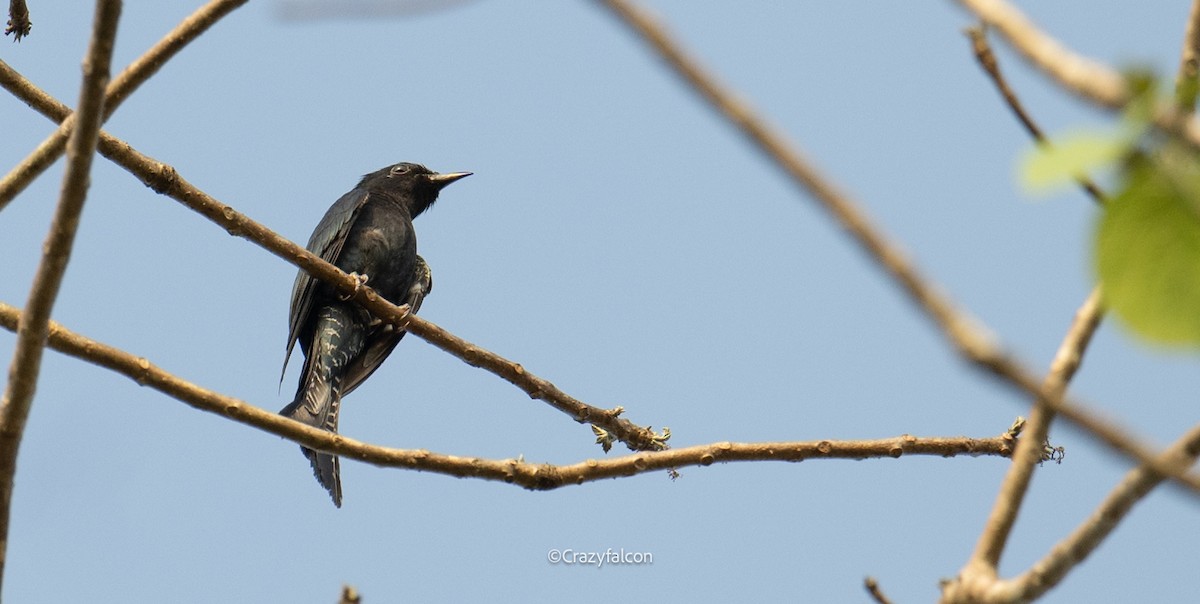 Square-tailed Drongo-Cuckoo - Qiang Zeng