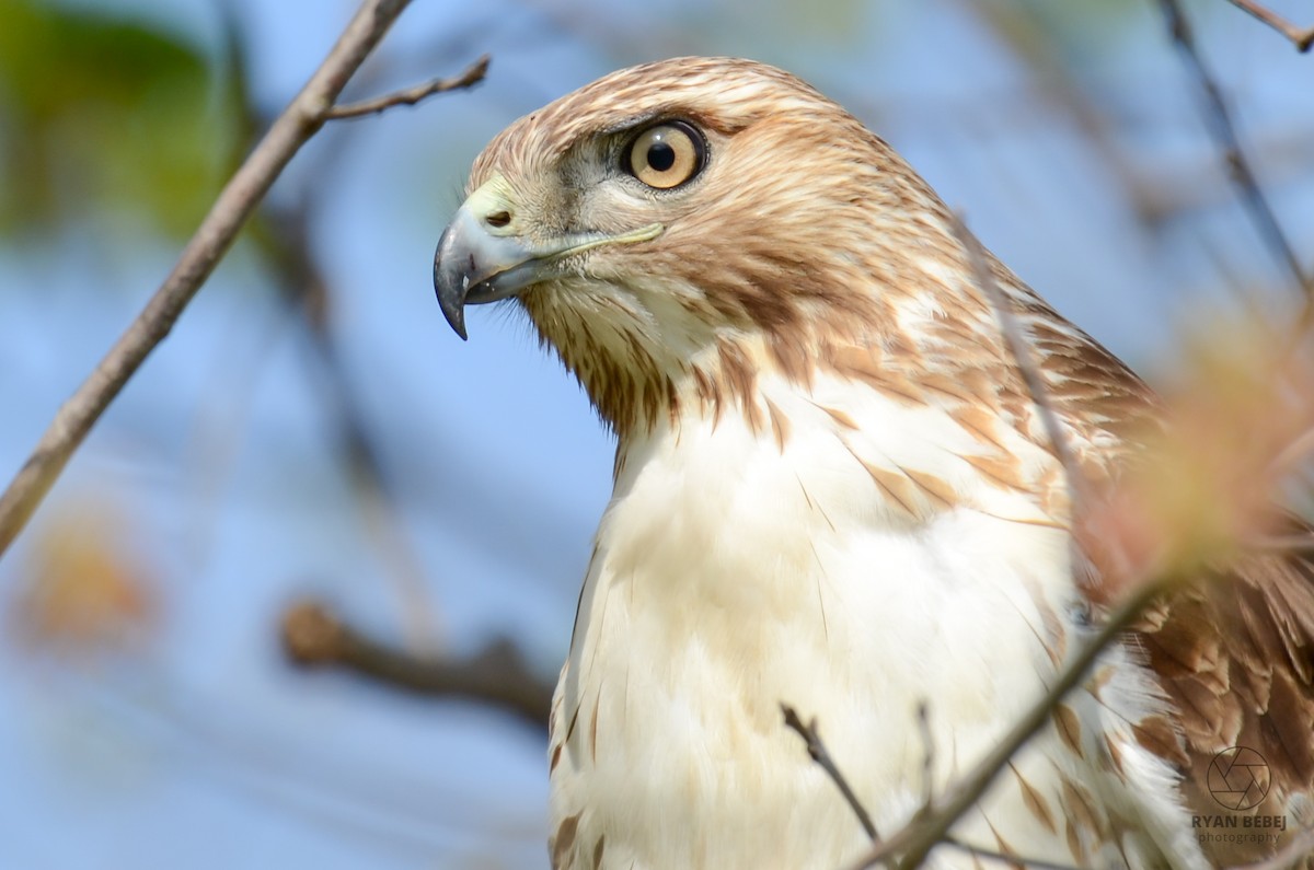 Red-tailed Hawk - ML618860302