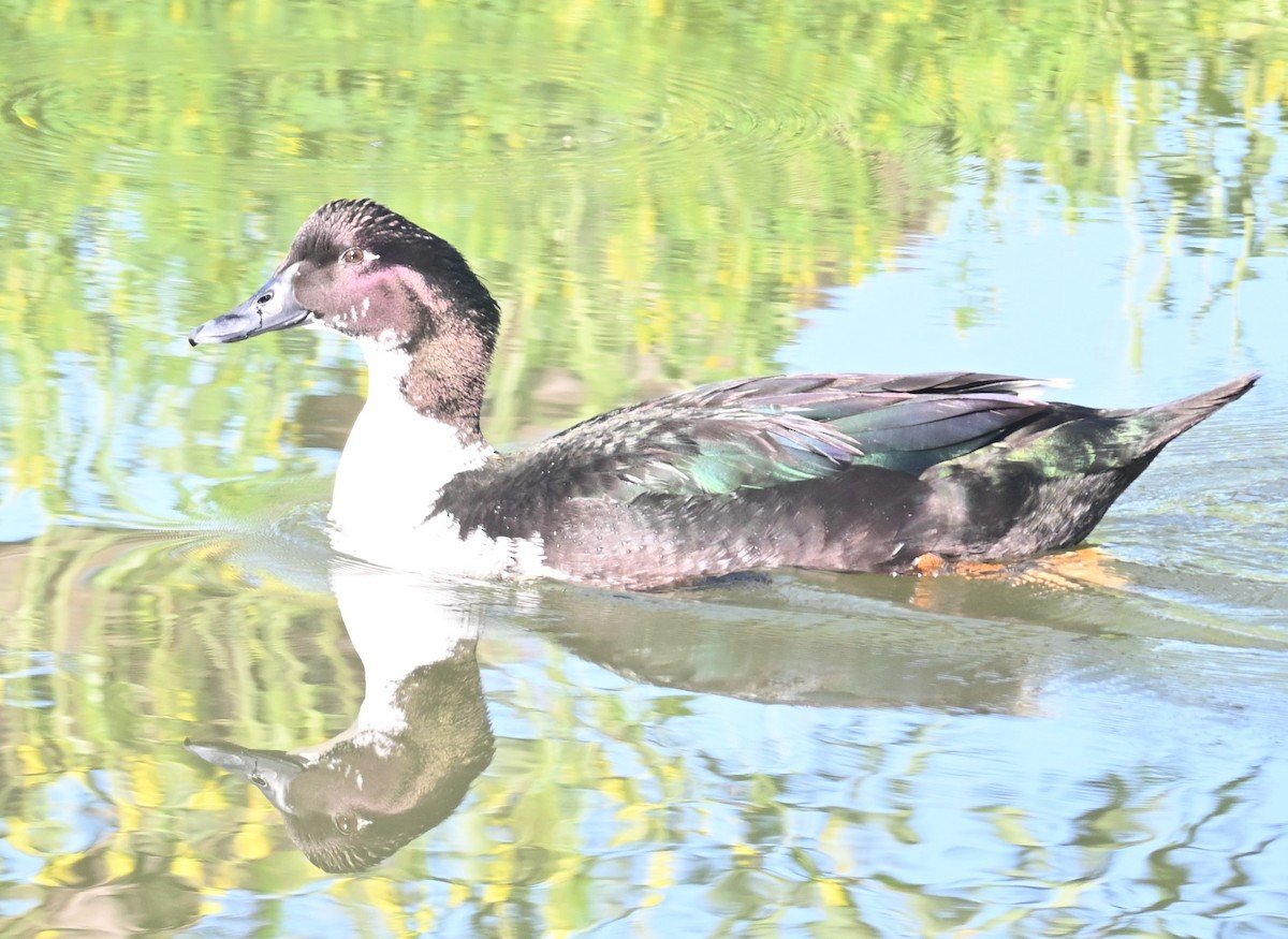 Muscovy Duck (Domestic type) - Remigio Miguel
