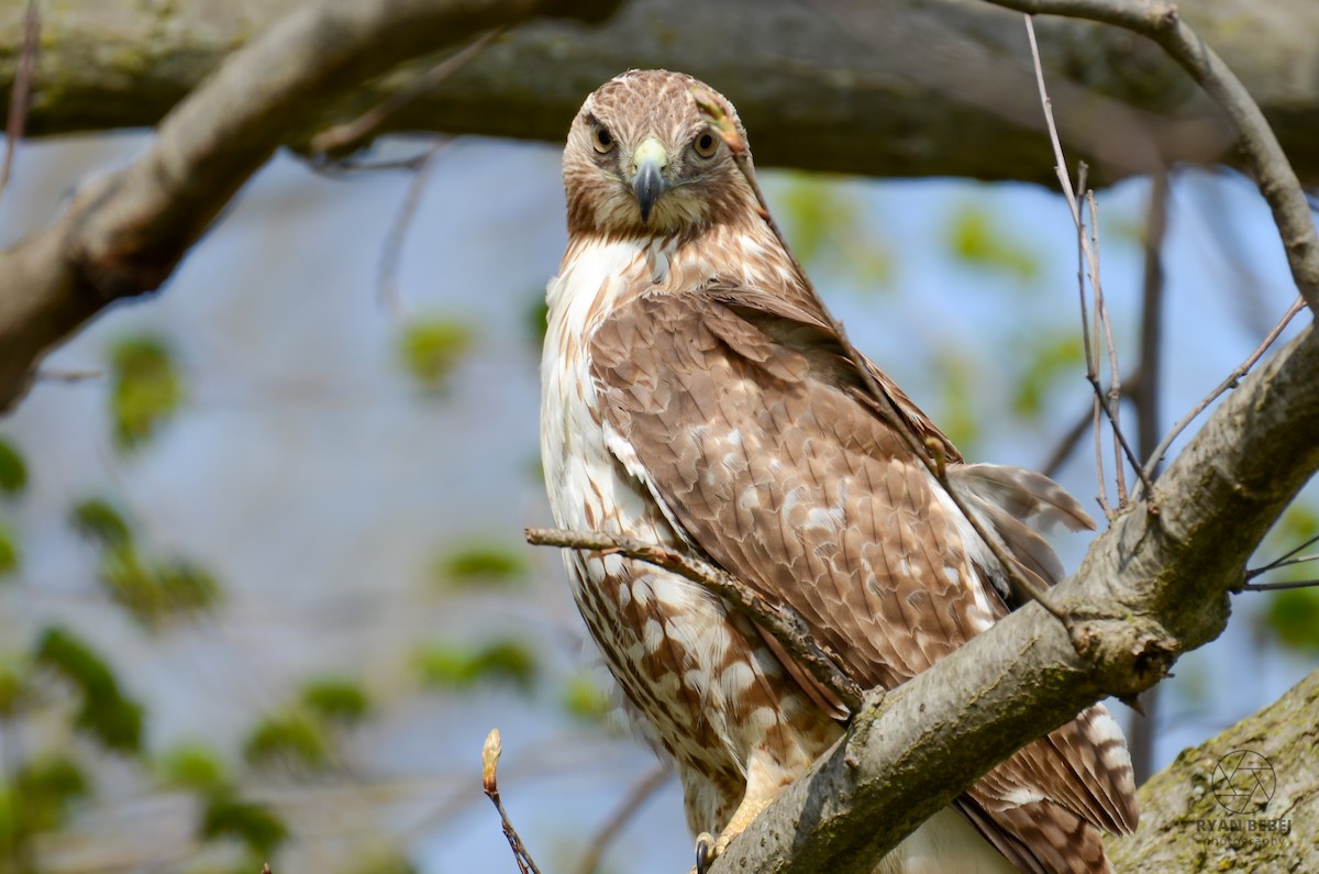 Red-tailed Hawk - ML618860318