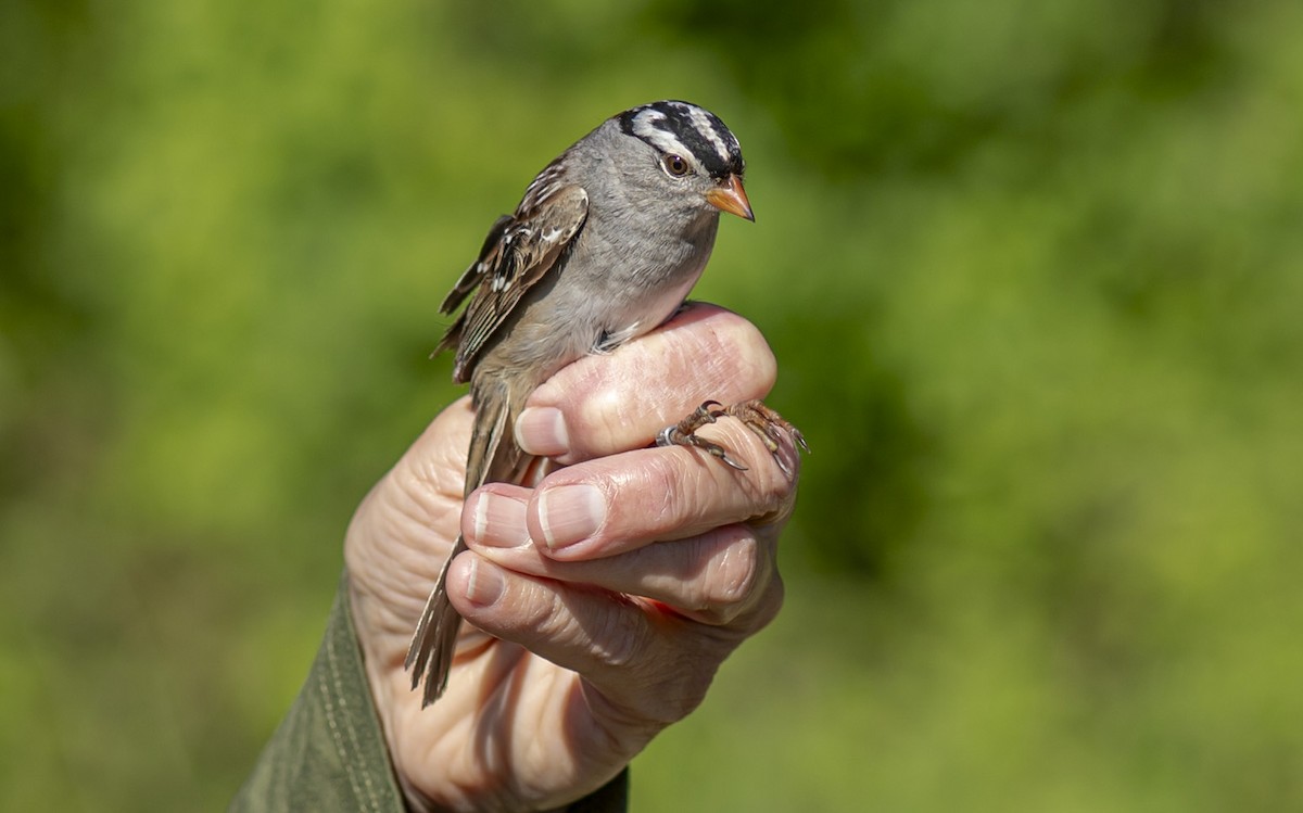 White-crowned Sparrow - ML618860356
