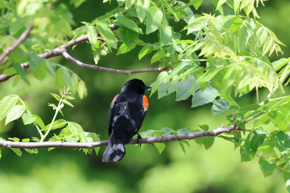 Red-winged Blackbird - ML618860369