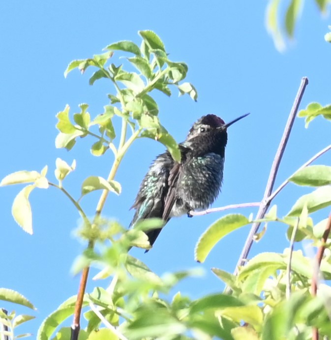 Anna's Hummingbird - Remigio Miguel