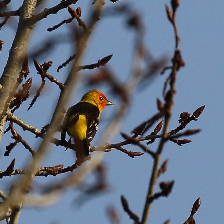Western Tanager - ML618860429