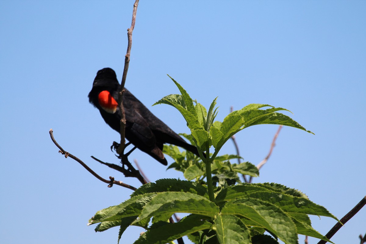 Red-winged Blackbird - ML618860438