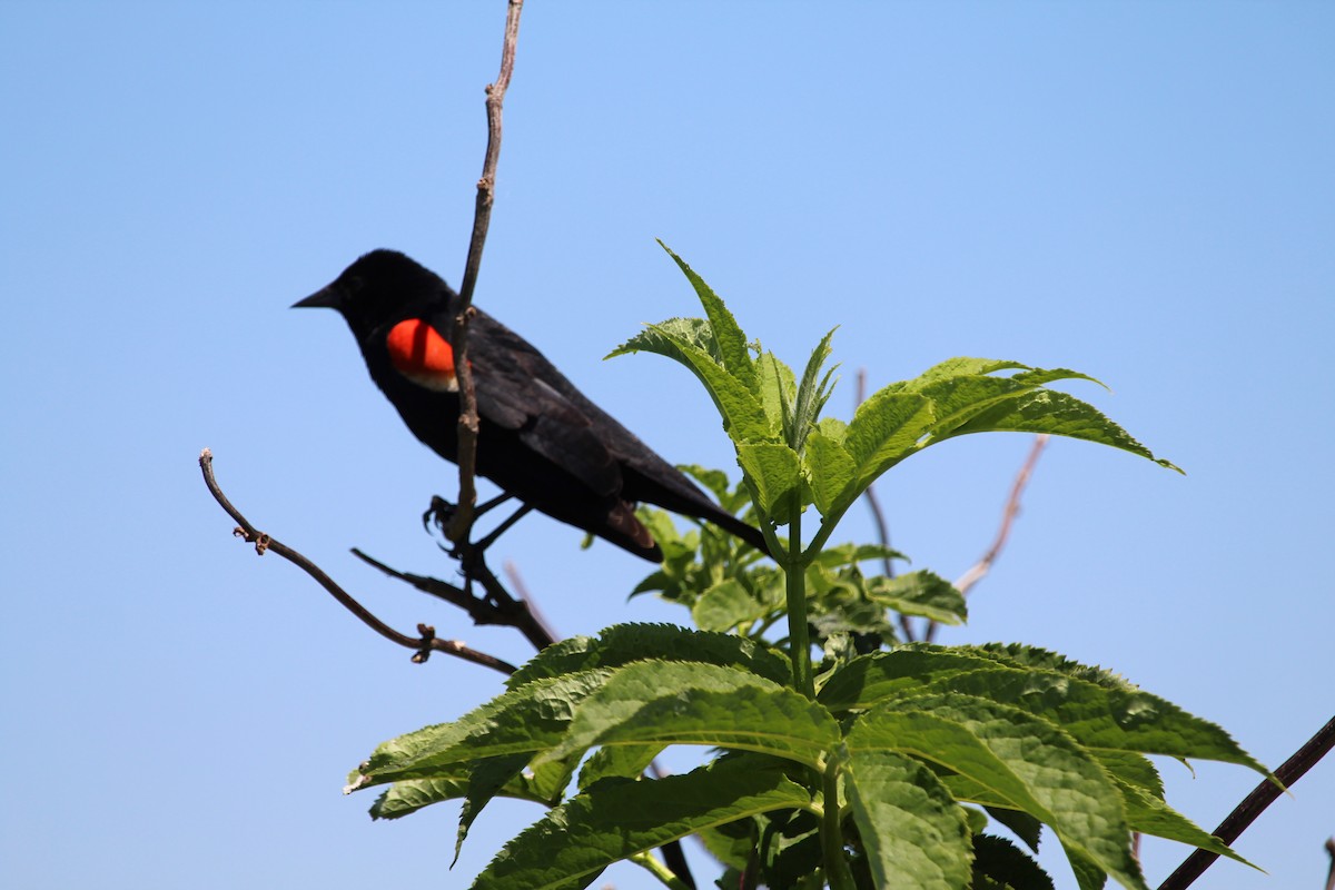 Red-winged Blackbird - ML618860442