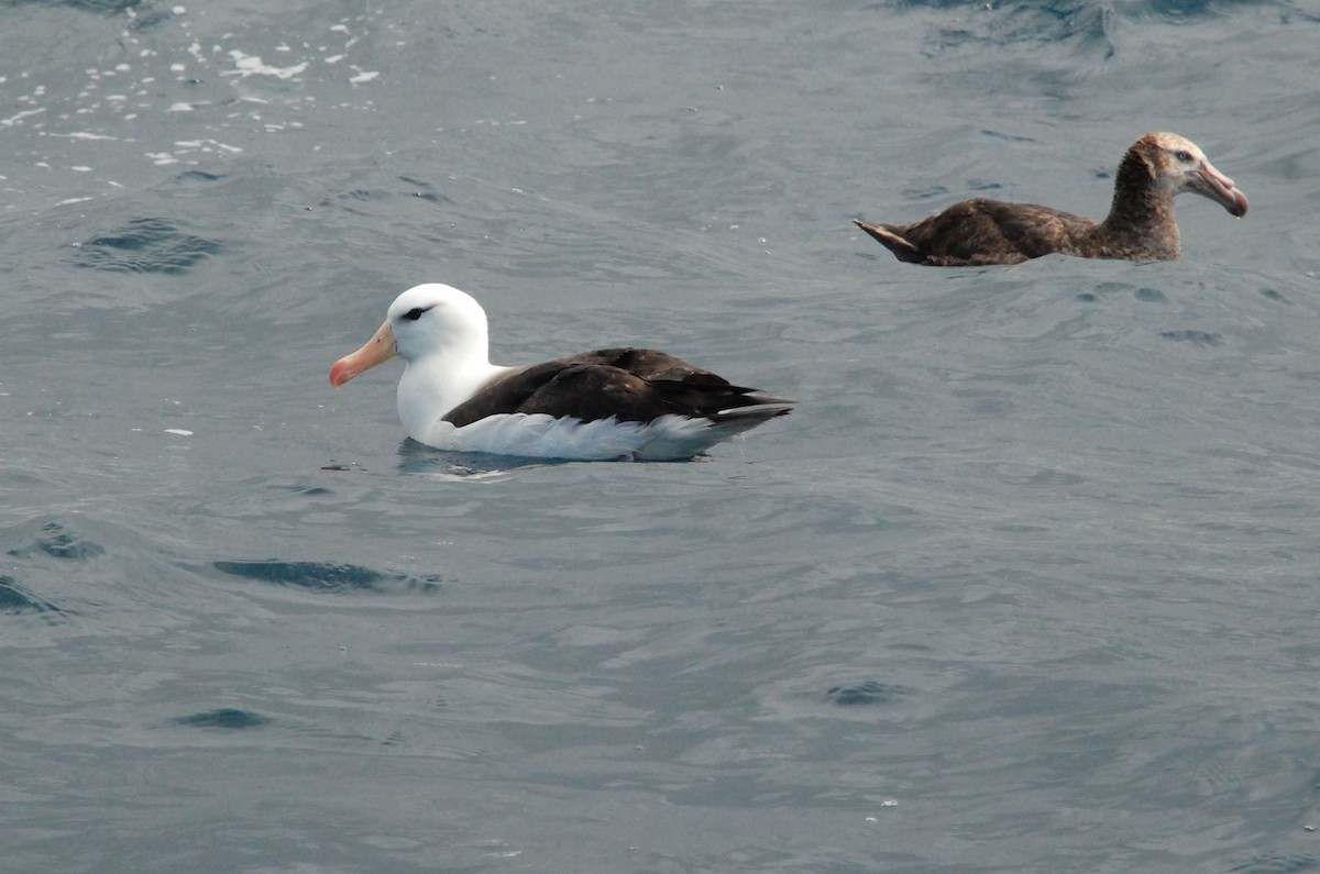albatros černobrvý - ML618860446