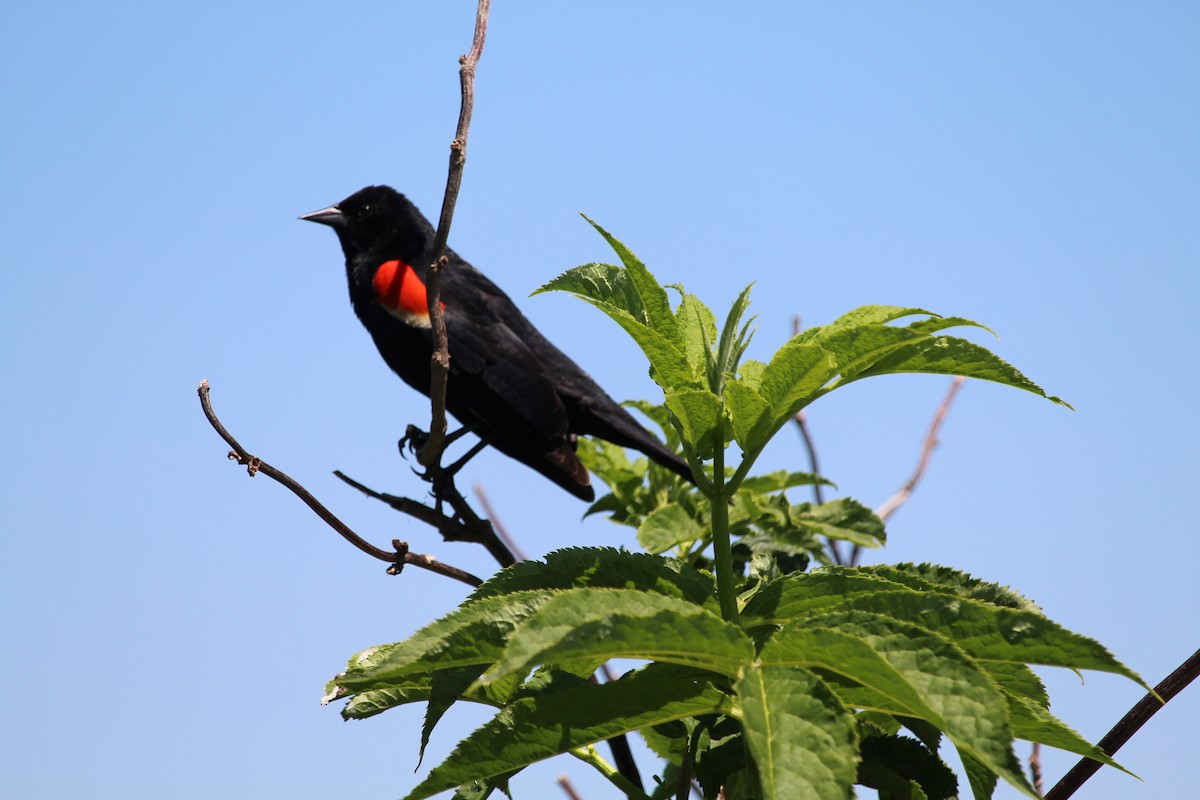 Red-winged Blackbird - ML618860452