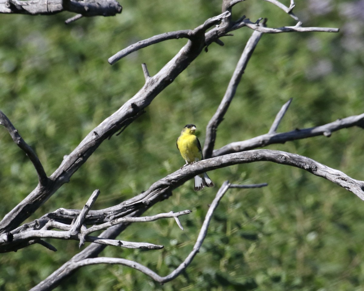 Lesser Goldfinch - Mickey Dyke