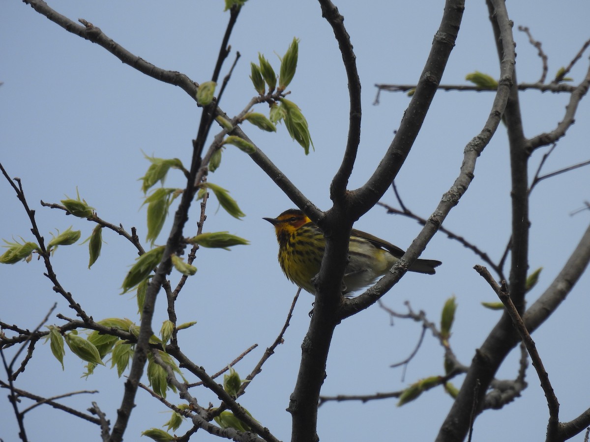 Cape May Warbler - ML618860463