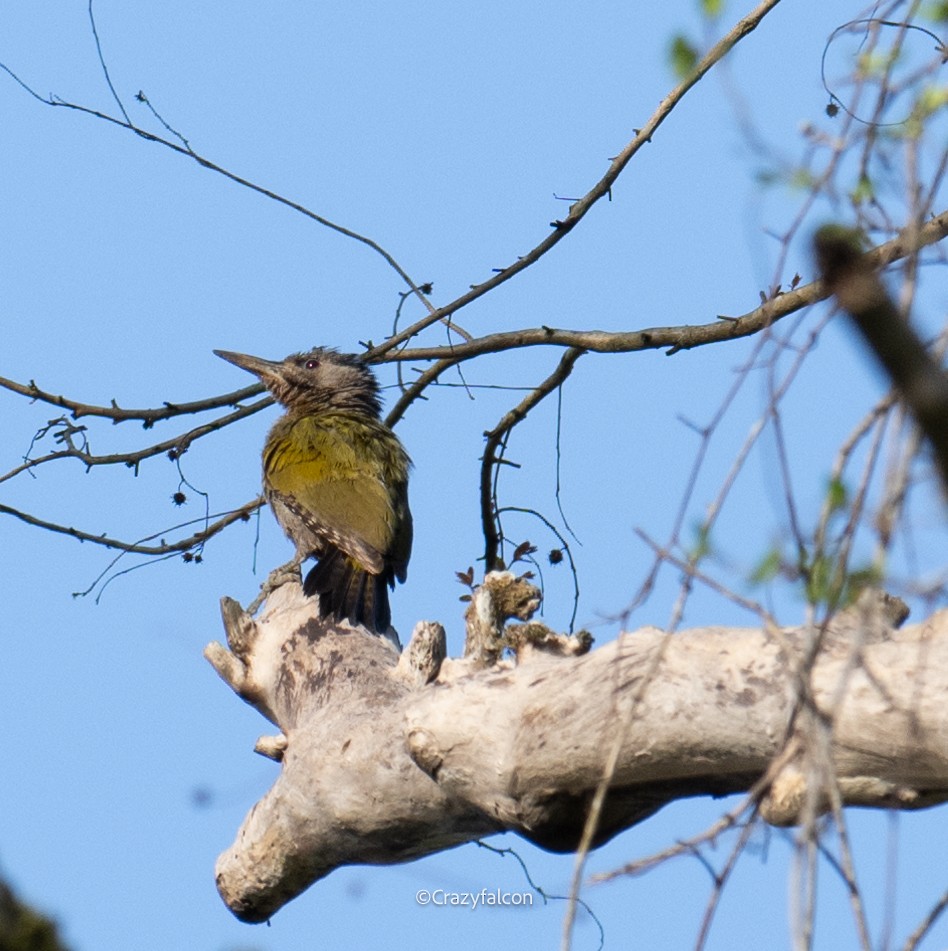 Gray-headed Woodpecker - ML618860467