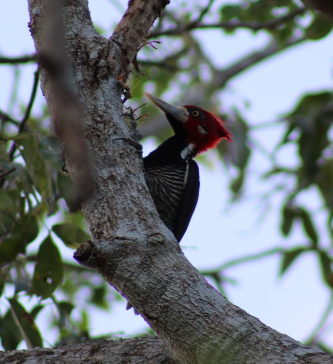 Crimson-crested Woodpecker - Franziska Riedel