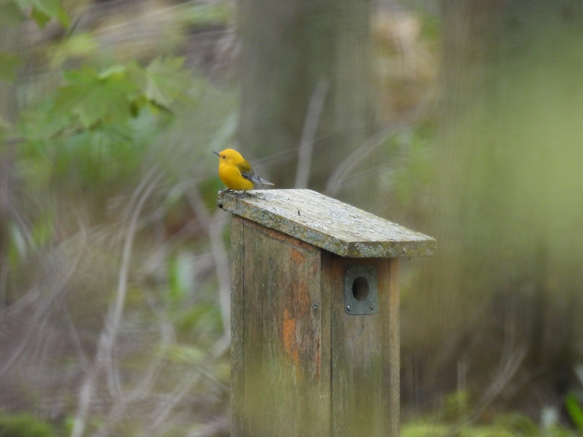 Prothonotary Warbler - ML618860499