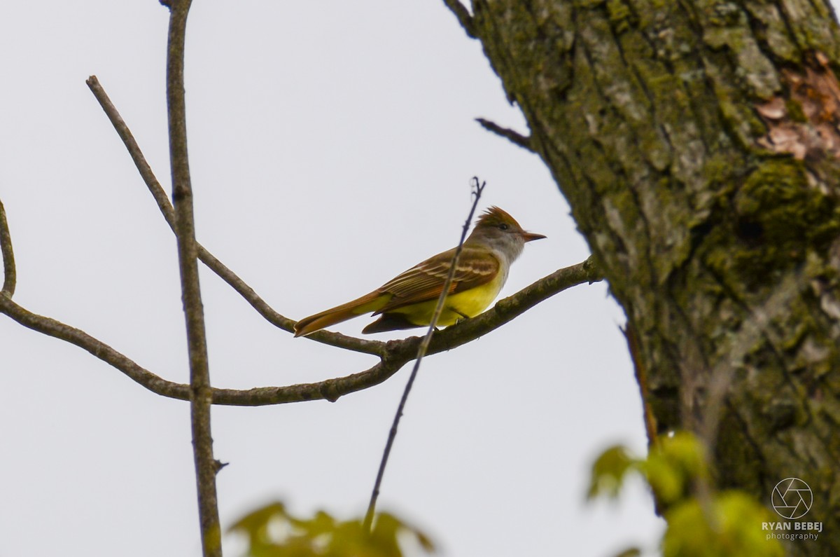 Great Crested Flycatcher - ML618860543