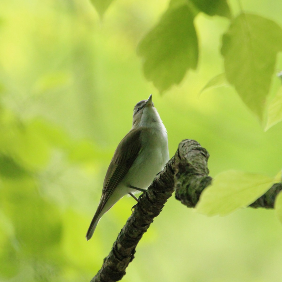 Red-eyed Vireo - Justin Merry