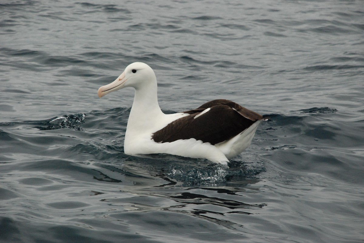Northern/Southern Royal Albatross - Andrew Plant