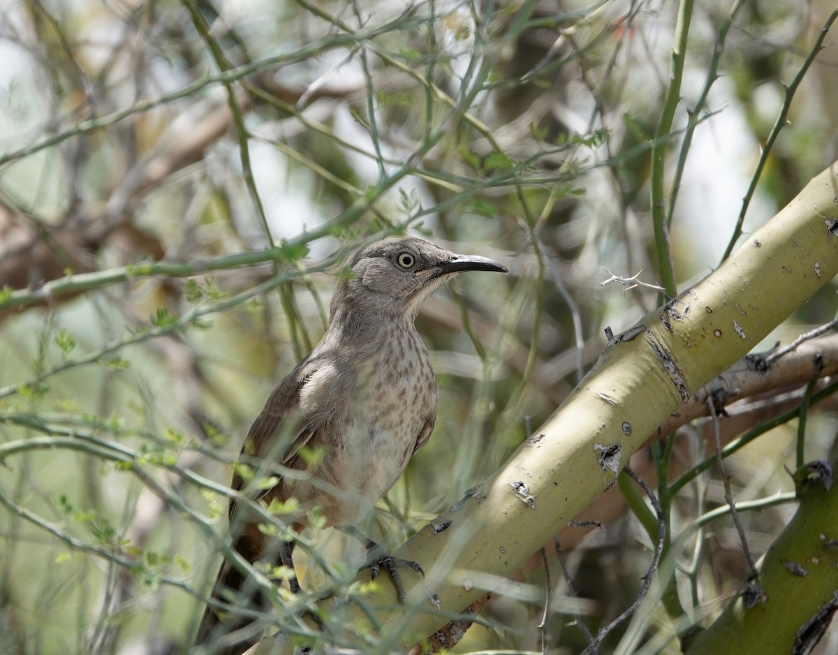 Curve-billed Thrasher - Andrew Bailey