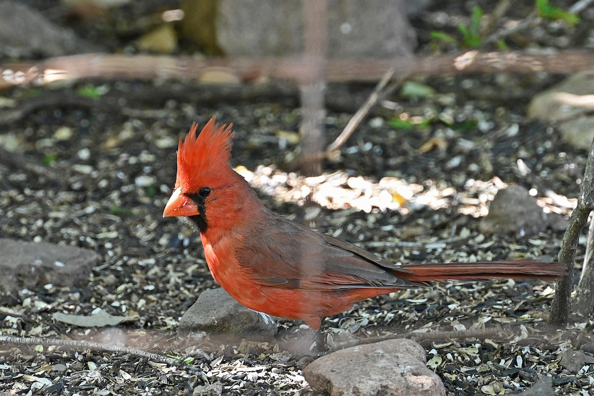 Northern Cardinal - Faye Spencer