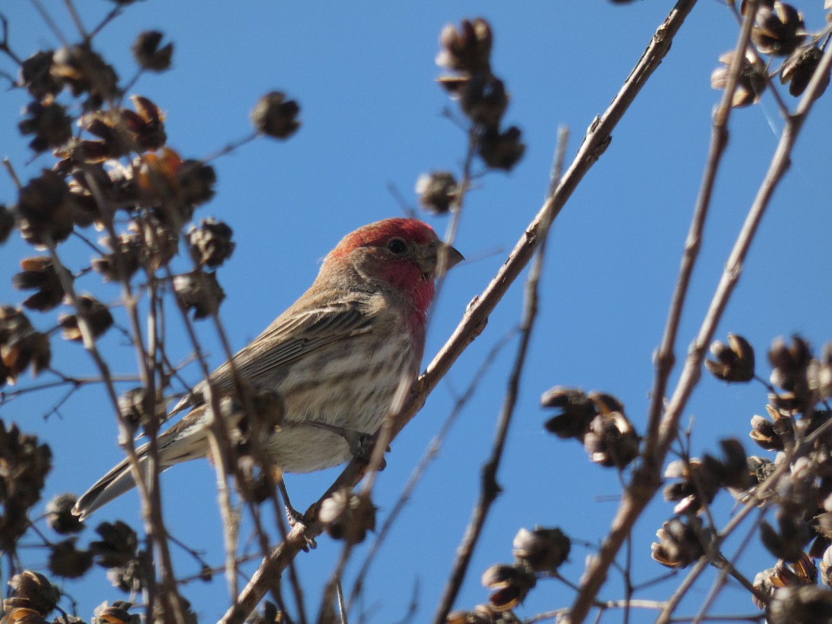 House Finch - Carlo Lindner