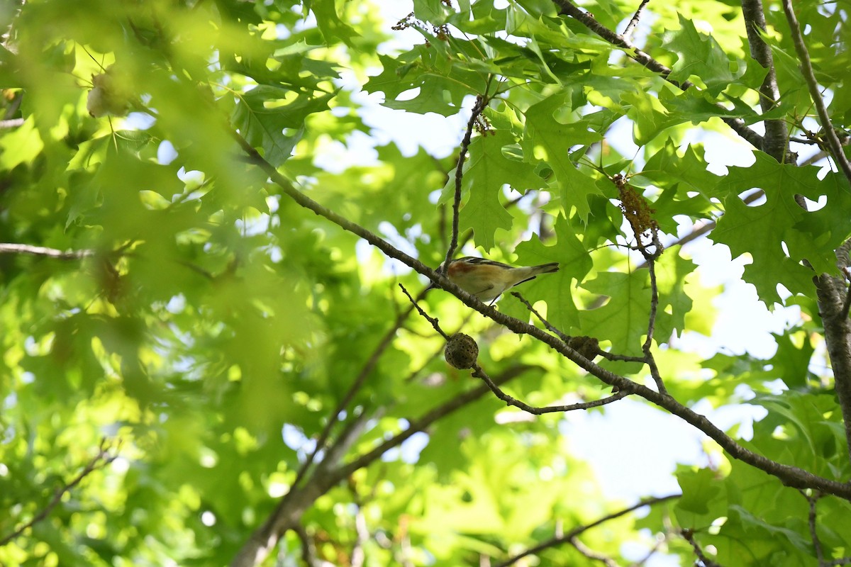 Bay-breasted Warbler - joe demko