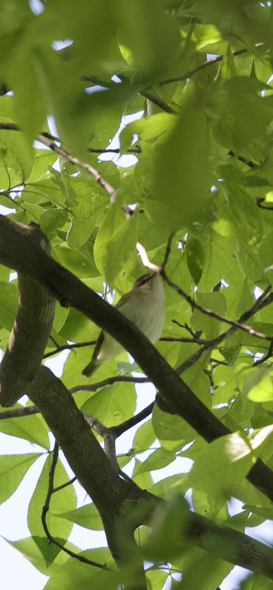 Red-eyed Vireo - Kate Plough