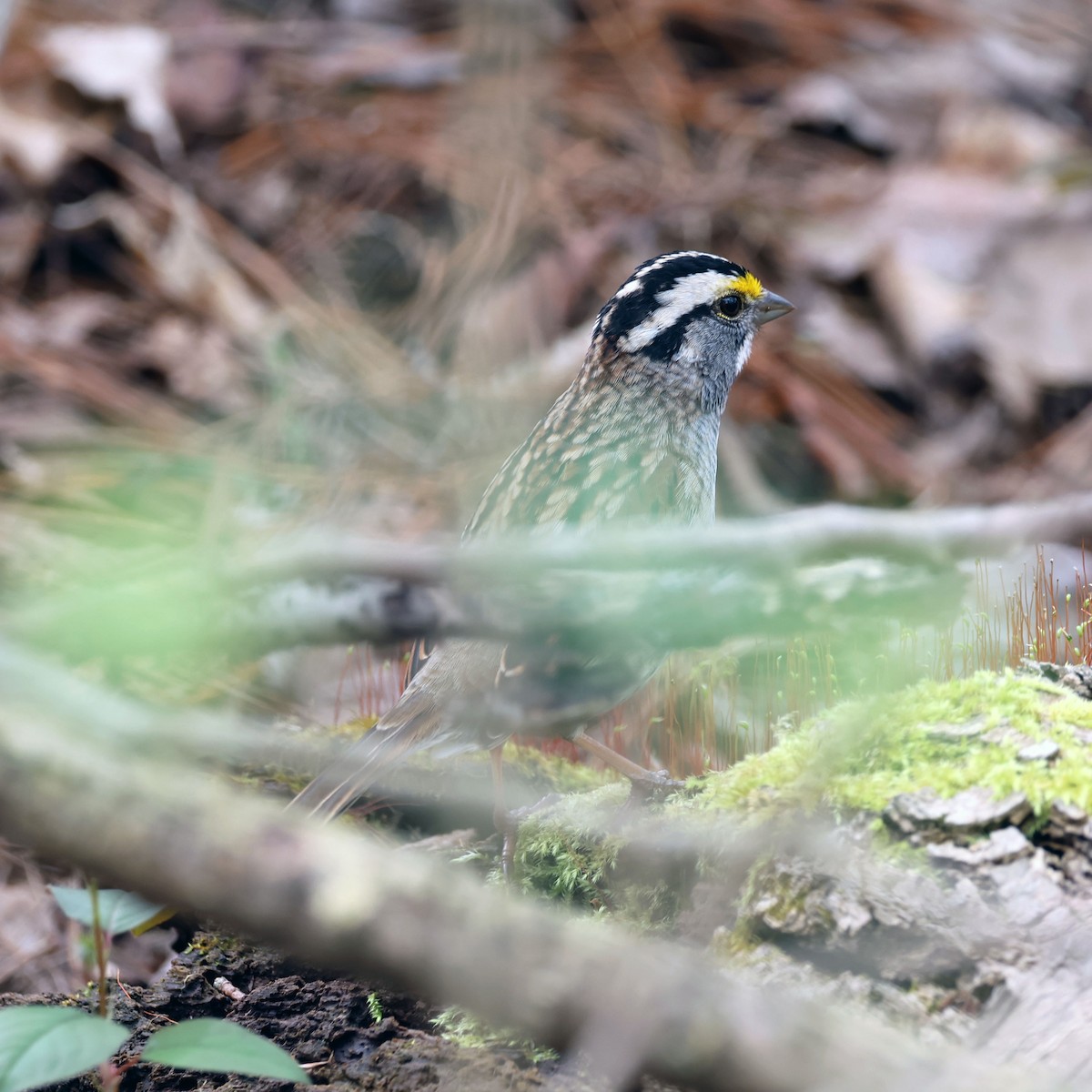White-throated Sparrow - ML618860734