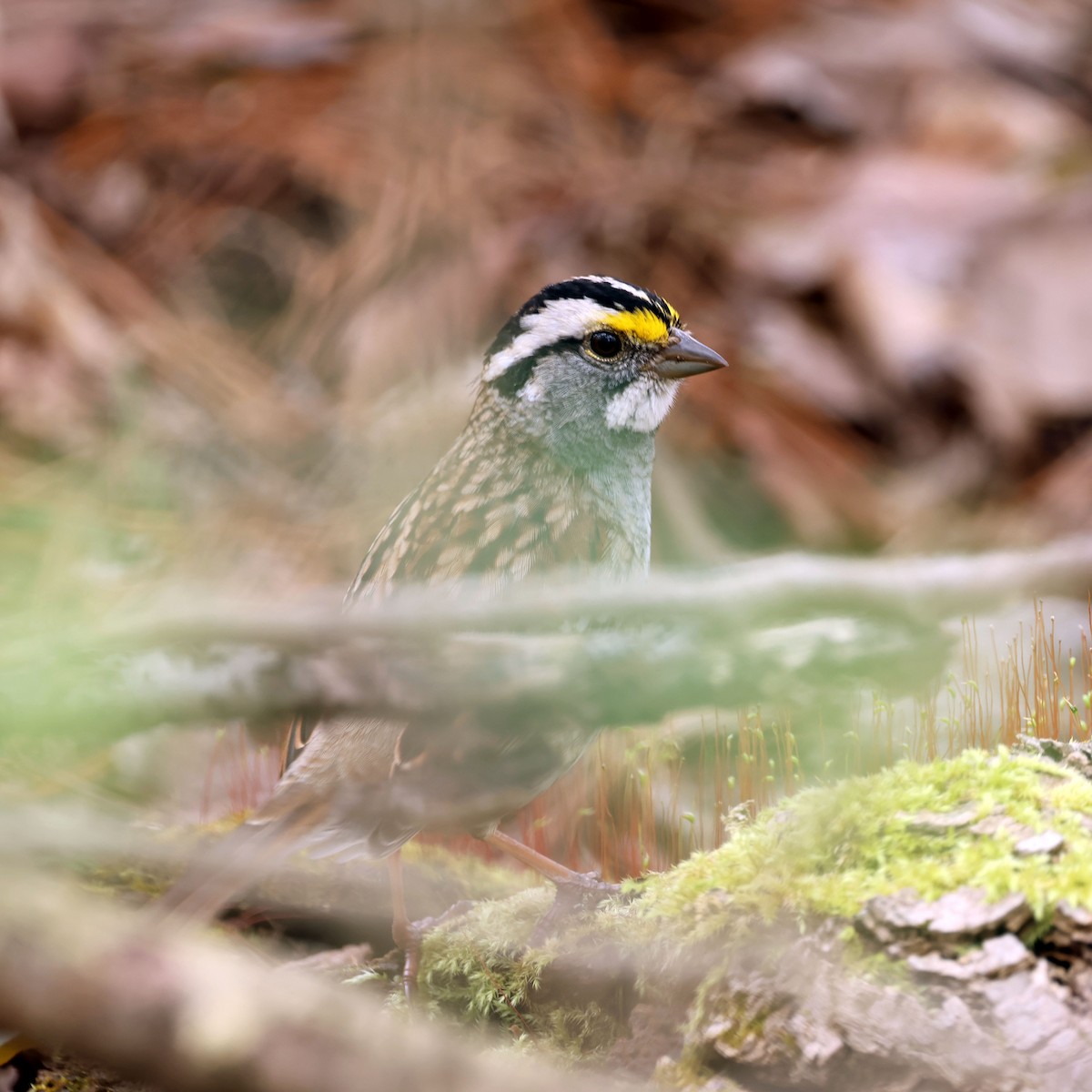 White-throated Sparrow - ML618860735