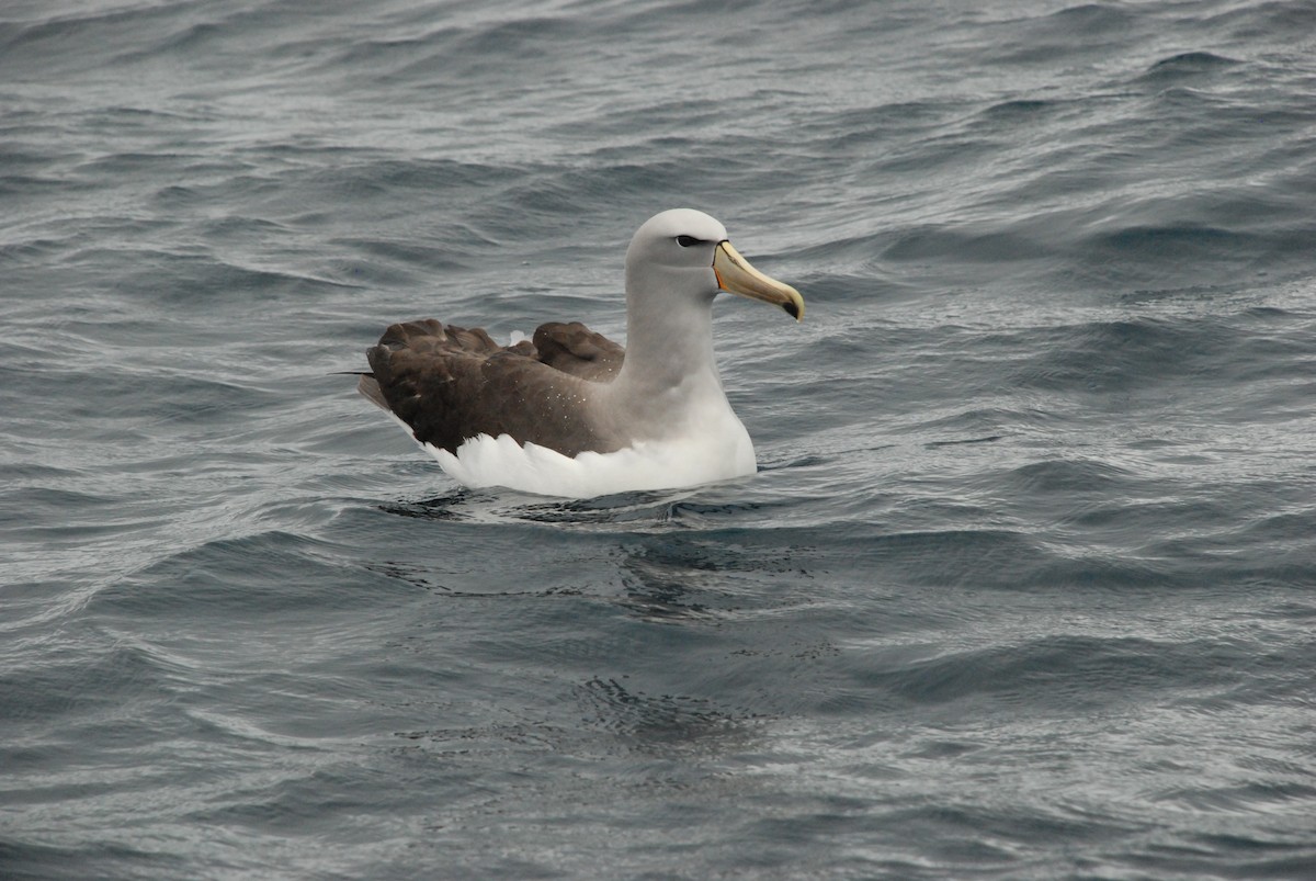 Сероспинный альбатрос - ML618860773