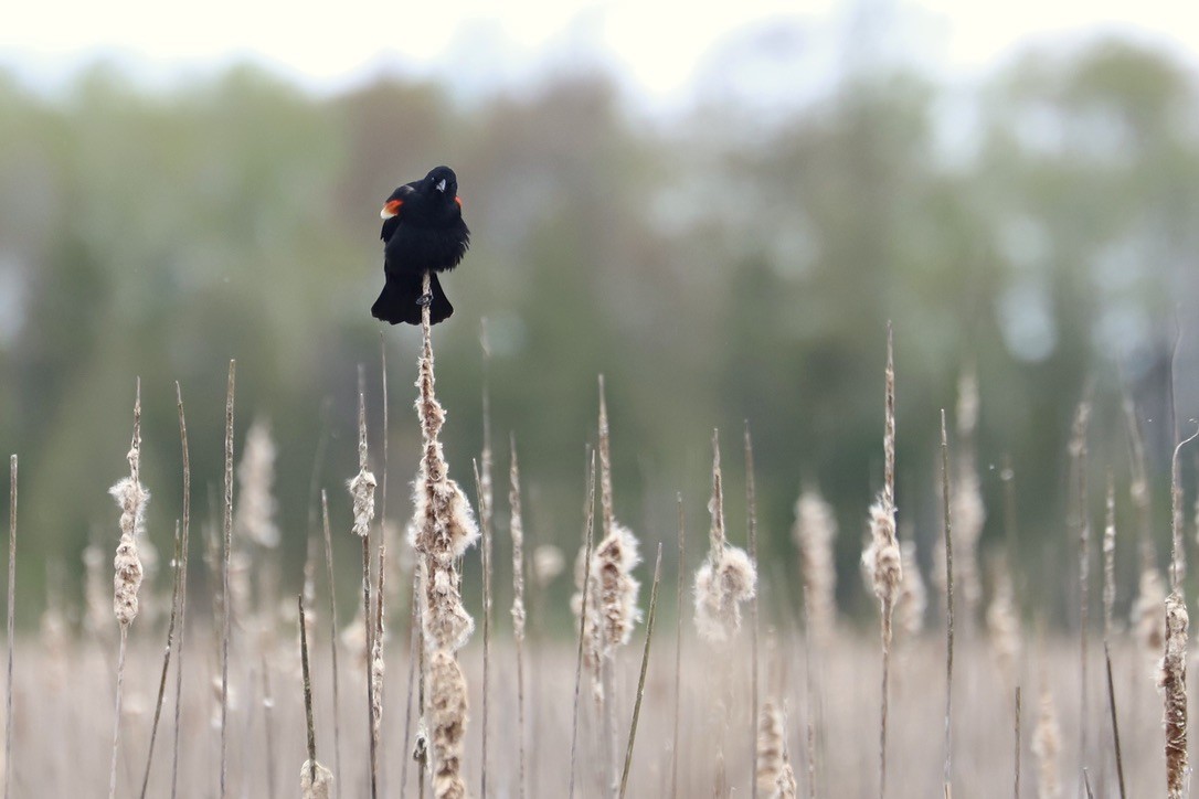 Red-winged Blackbird - JoAnn Dalley