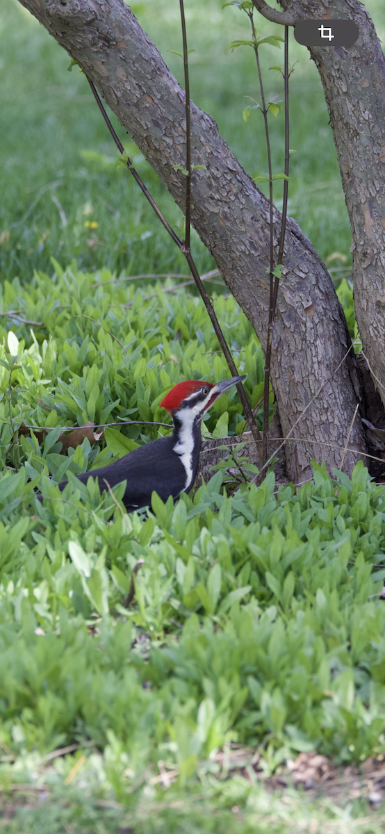 Pileated Woodpecker - ML618860804