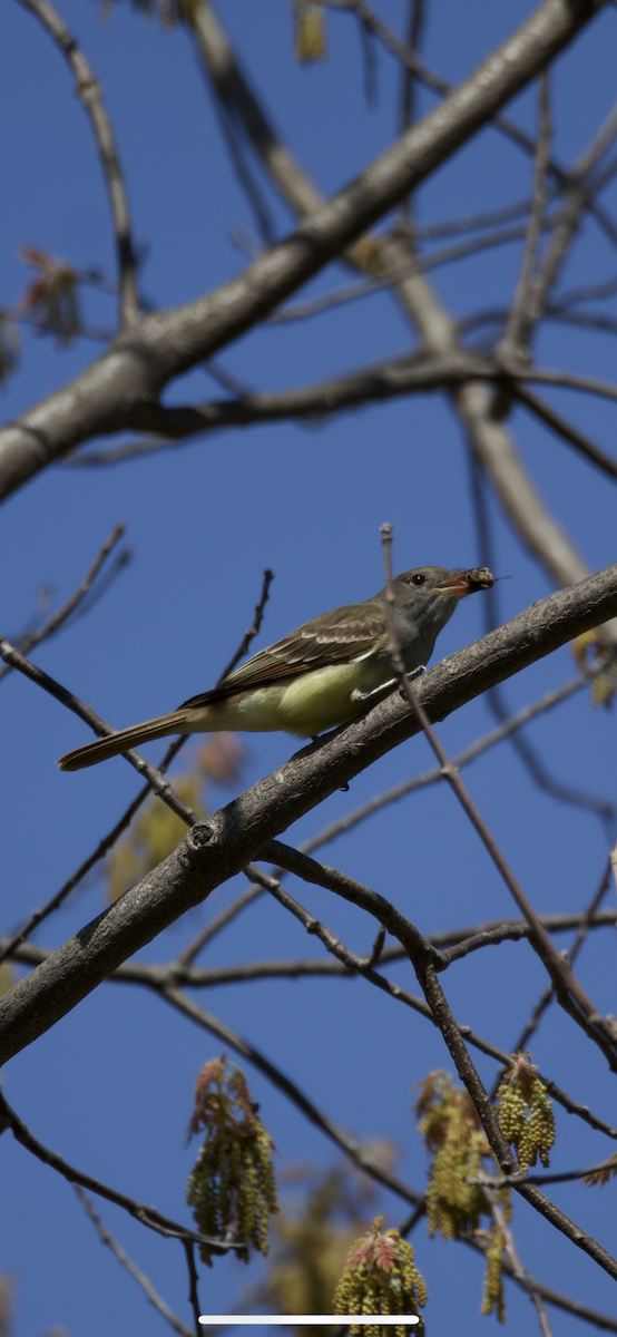 Great Crested Flycatcher - ML618860818