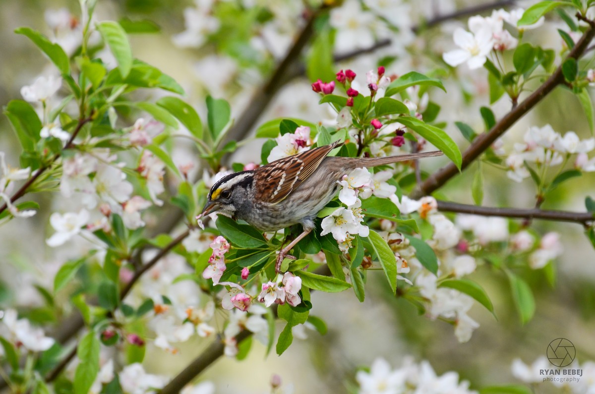 White-throated Sparrow - Ryan Bebej