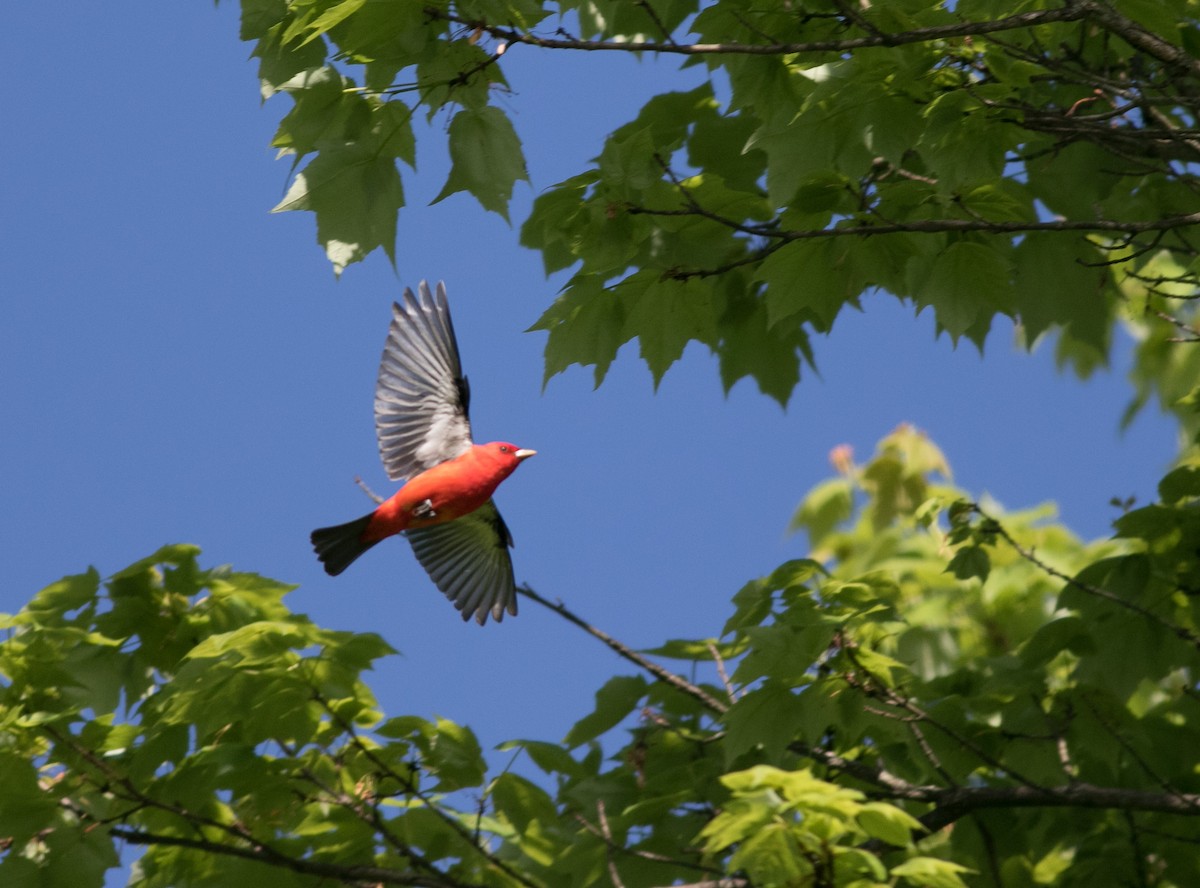 Scarlet Tanager - ML618860852