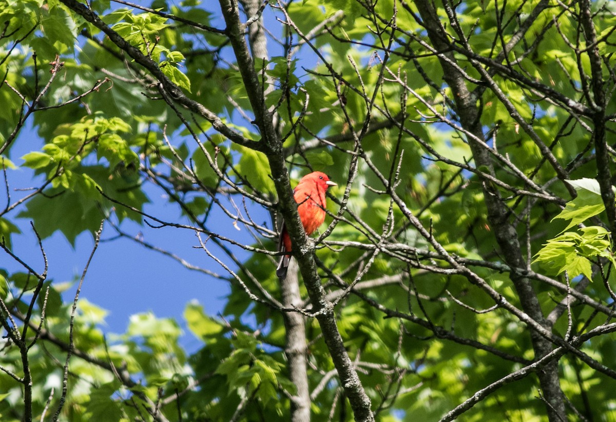 Scarlet Tanager - ML618860853