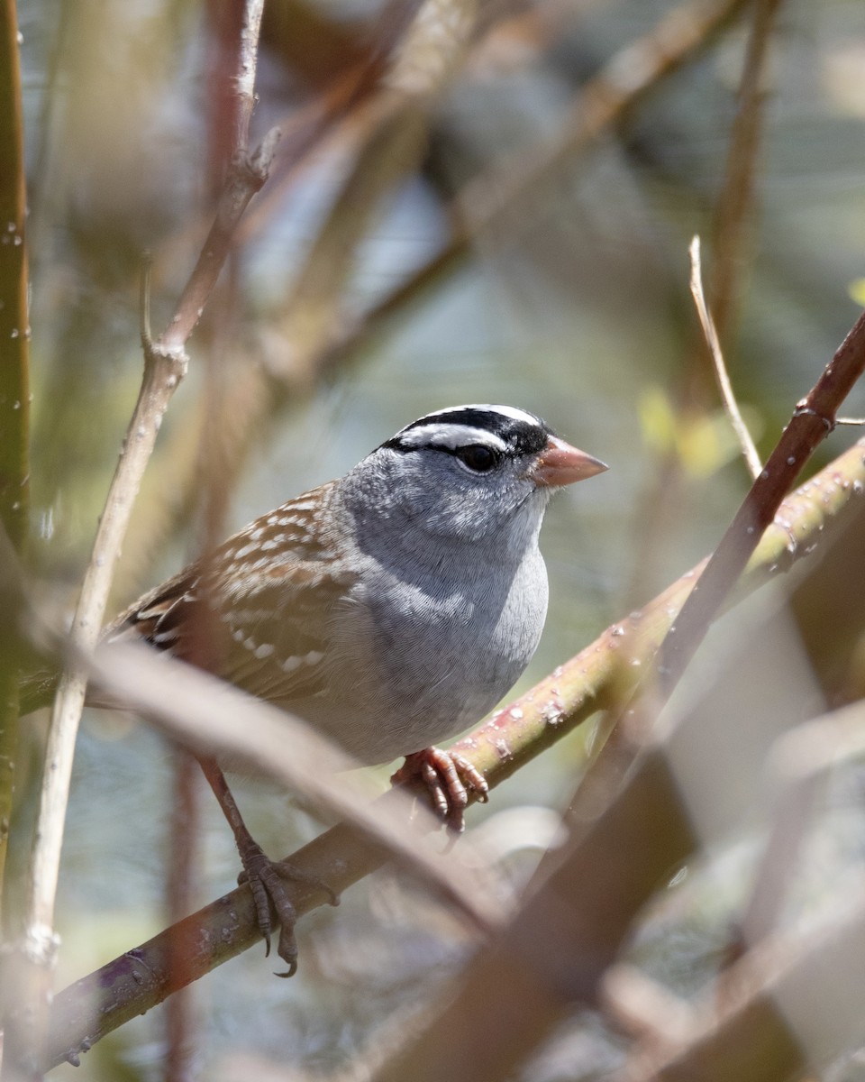 White-crowned Sparrow - Marie-Pier Lauzon