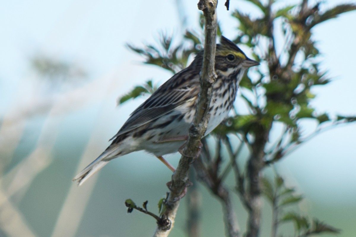 Savannah Sparrow - ML618860890