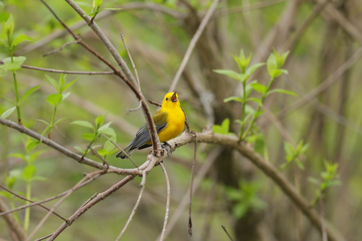 Prothonotary Warbler - ML618860893