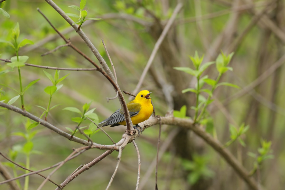 Prothonotary Warbler - ML618860894