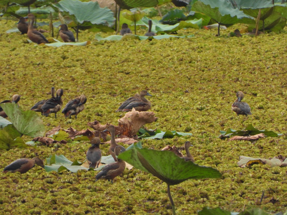 Lesser Whistling-Duck - phitchayapha sinthipho