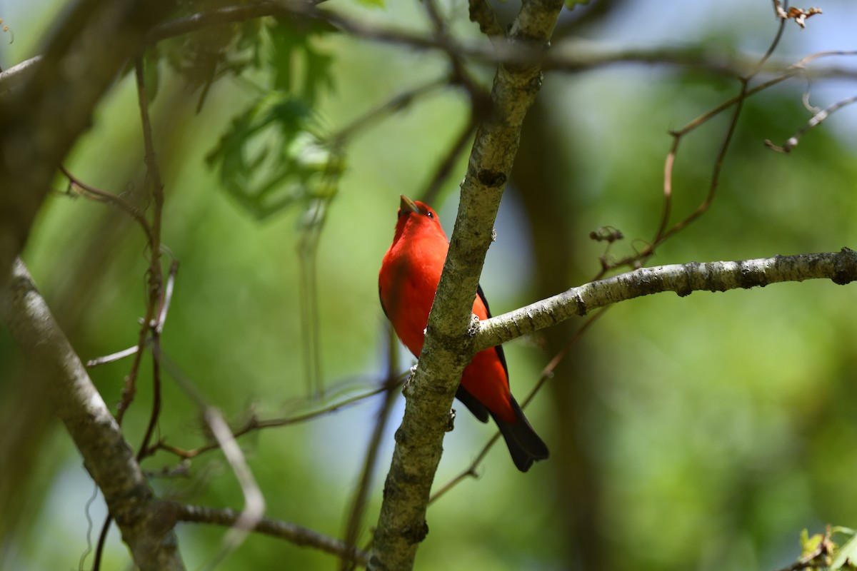 Scarlet Tanager - ML618860919