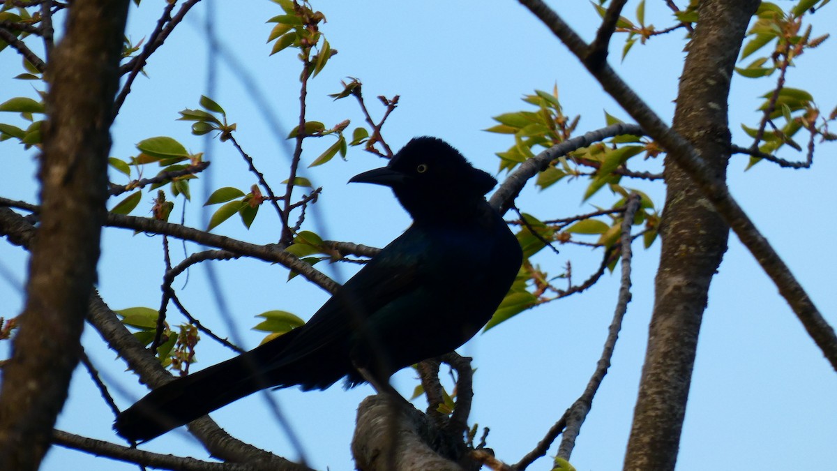 Boat-tailed Grackle - ML618860937
