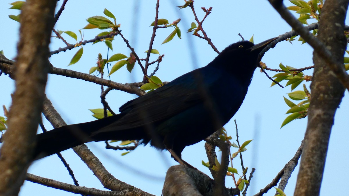 Boat-tailed Grackle - ML618860938