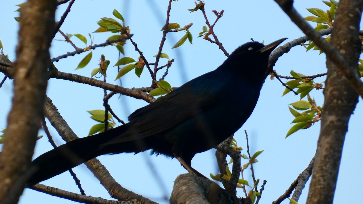 Boat-tailed Grackle - ML618860940