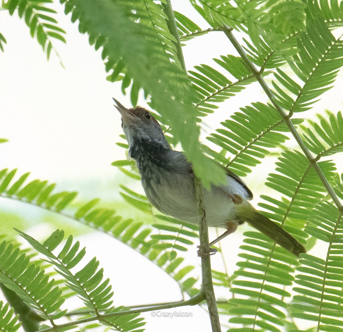 Dark-necked Tailorbird - ML618860943
