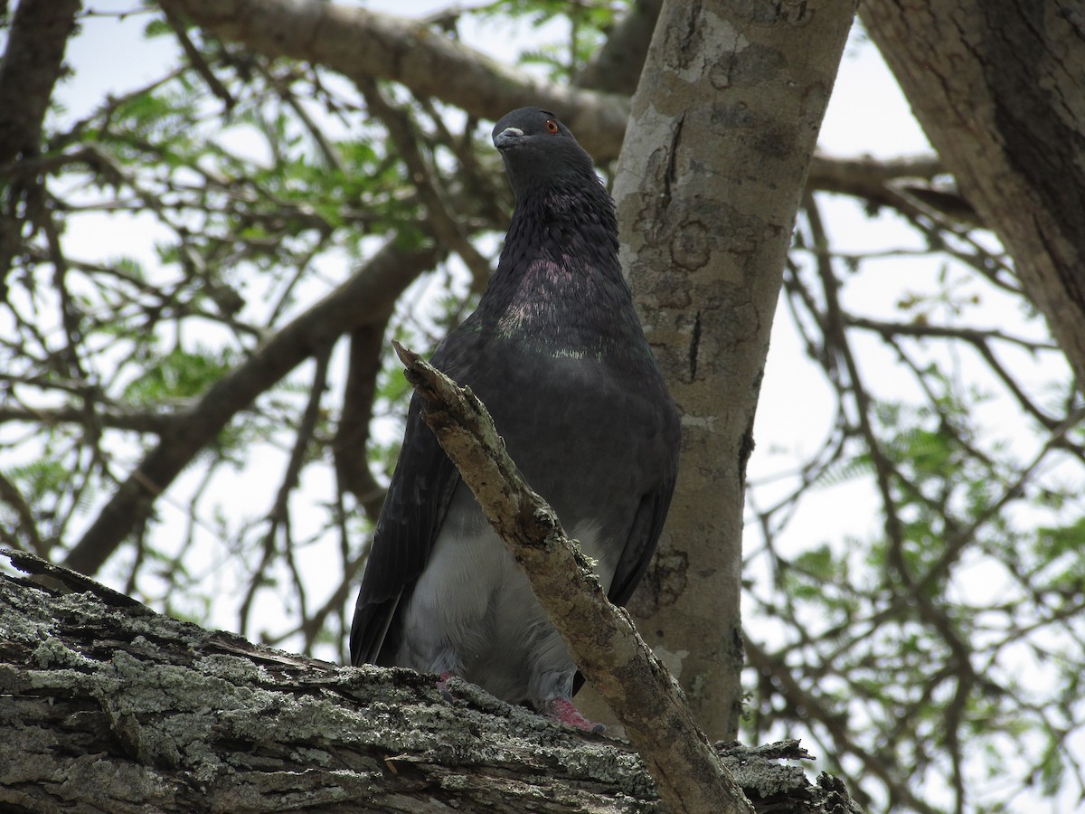 Rock Pigeon (Feral Pigeon) - ML618860955