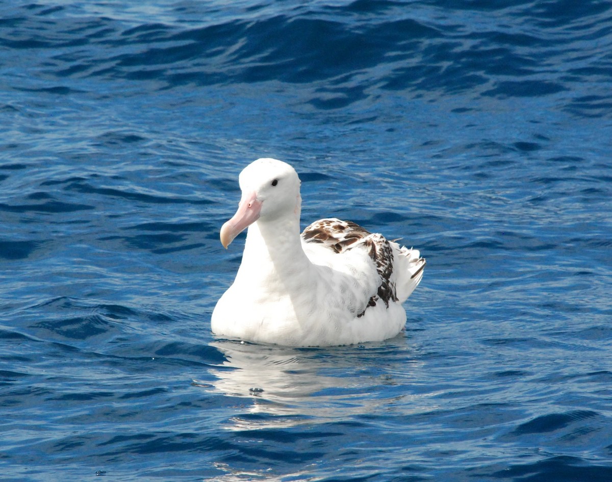 albatros jižní (ssp. gibsoni) - ML618860957